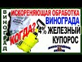 🍇 4% ЖЕЛЕЗНЫЙ КУПОРОС ! СРОЧНО ОБРАБОТАТЬ ВИНОГРАД ПЕРЕД УКРЫТИЕМ? НАСКОЛЬКО ВАЖНА ЭТА ОБРАБОТКА?