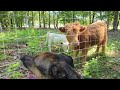 WALKADAY 125: Ballin' with the cows