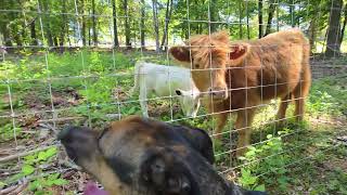 WALKADAY 125: Ballin' with the cows