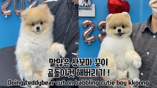POMERANIAN GROOMING 'BEFORE & AFTER'