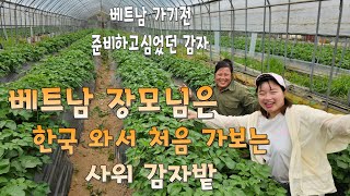 한국와서 처음 사위 감자밭에 가 보는 베트남 장모님