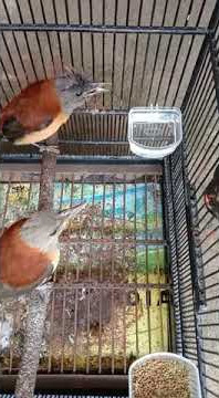 Pitohui variable gacor