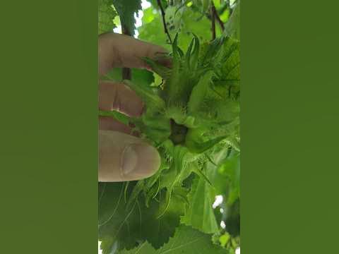 Лісовий Горіх Дерево - YouTube