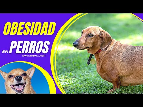 Video: Enfermedad donde un perro no puede metabolizar las grasas