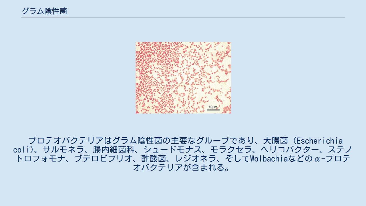 グラム陰性菌 Youtube