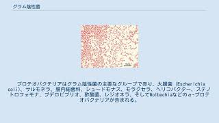 グラム陰性菌 Youtube