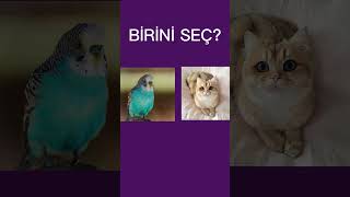 Bi̇ri̇ni̇ Seç Kedi̇ Vs Kuş