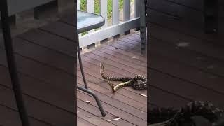 Celebrity Snake fight - 2 males combating during mating season. #snakefight #fight Net Worth
