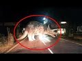 कैमरे में कैद 5 असली के डायनासोर देखकर चौक जाओगे Dinosaurs Caught on Camera in Real Life