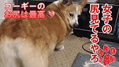 コーギーのおしりフリフリ 左右にぶるんぶるん揺れるケツがかわいい Peco Tv Youtube