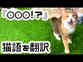 鳴き声から猫の気持ちが分かる猫語翻訳アプリ『にゃんトーク』を使ってみた結果・・・