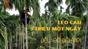 Trèo cau thu nhập cao nhưng cũng rất nguy hiểm! Anh thanh niên chuyền qua lại như làm xiếc!