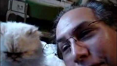 Video 11821911: himalayan cat, funny cat washing, cat hair