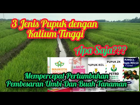 Video: Pupuk Kalium (30 Foto): Apa Itu? Produksi, Makna Dan Aplikasi, Jenis Dan Namanya. Pupuk Apa Yang Dimaksud Dengan Pupuk Kalium?