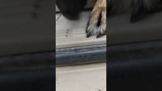 Dog Fails To Catch Mouse Hiding In Truck Dash