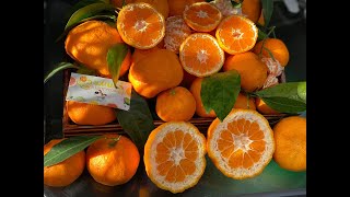 : Iwasaki Satsuma mandarin.  