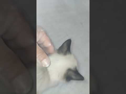 حياة تشبه الانسان
