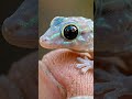 Tiny Gecko Hatching on My Finger 🦎🥺#cuteanimals #animalrescue#petlizard #gecko
