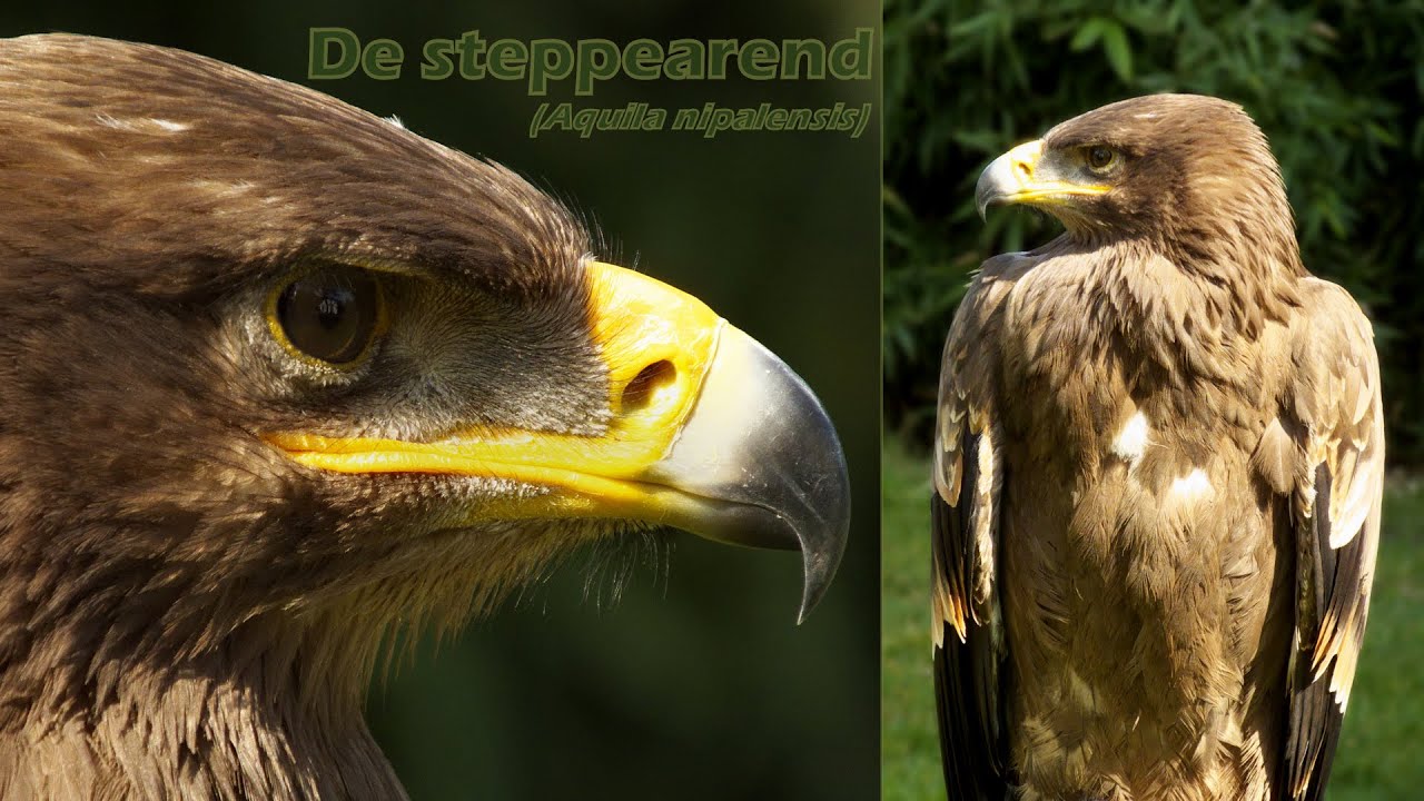 ants movie De steppearend (Aquila nipalensis) - Steppe eagle