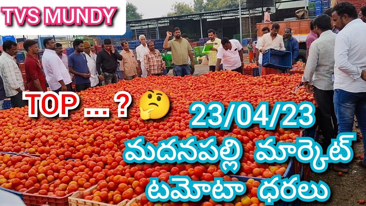 23/04/23 madanapalli tomato prices today today tomato rates in
