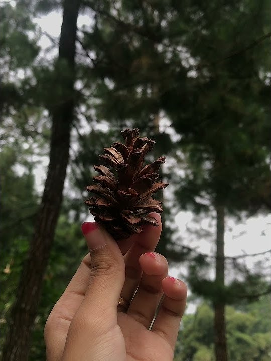 Inspirasi video story instagram dan whatsapp | video kebun teh