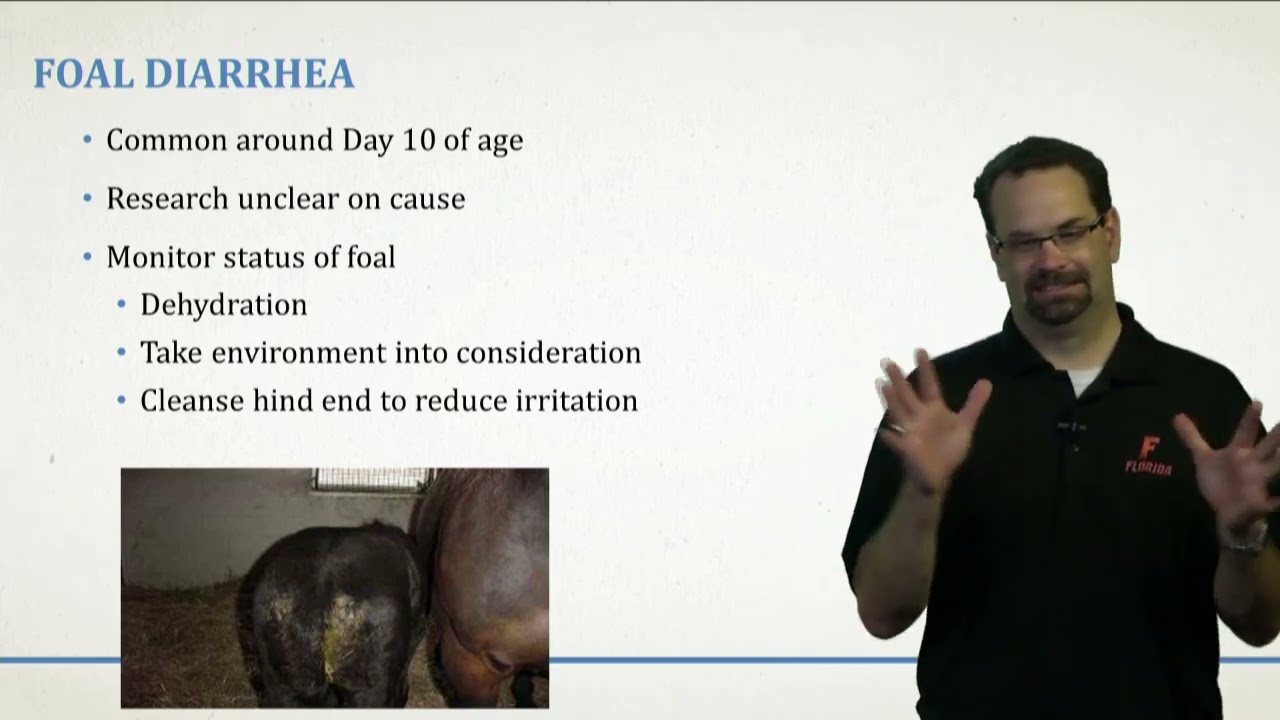 Horse Care Module 6: Episode 8. Post Foaling Care