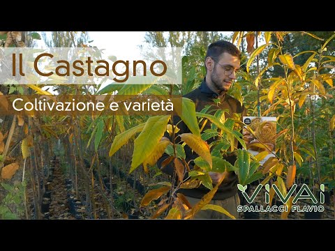 Video: Astilbe: varietà, caratteristiche di coltivazione e impianto