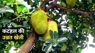 कटहल की उन्नत खेती करें।Kathal ki kheti ||  Jackfruit farming || Kathal ki kheti kaise karen