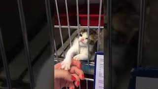 Животные из приютов тоже хотят любви и ласки Животные из приютов тоже хотят любви и ласки