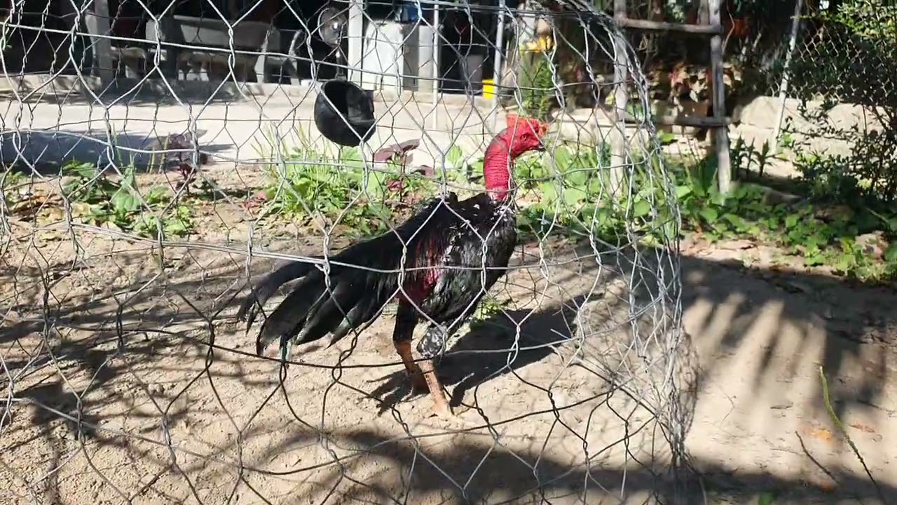 30/1 . Gà nhiều ae kết nối zl . 0777787012