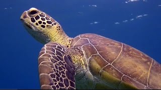 Tauchen im Roten Meer, Ägypten, Marsa Alam, The Oasis