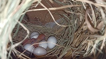 2nd day Java sparrow chick#javasparrow#tiktokvideo#javabirds#switzerland#amazon#foryou#burjkhalifa