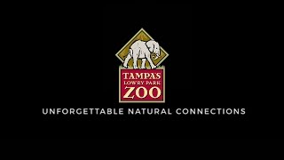 Tampa’s Lowry Park Zoo: Unforgettable Natural Connections