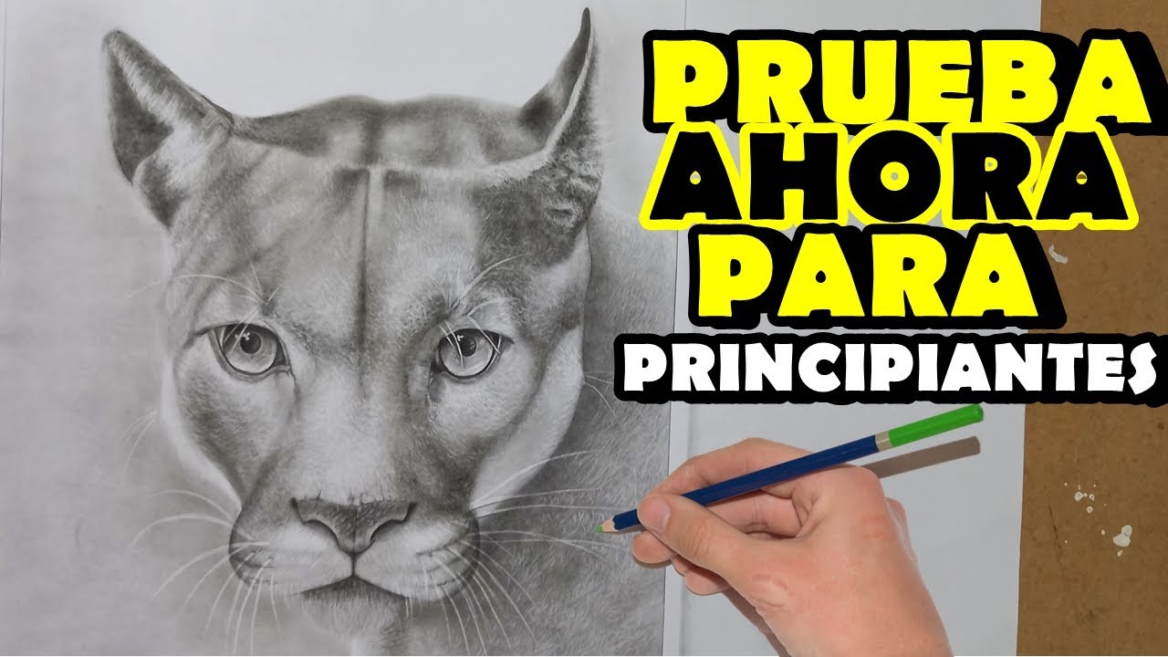 Esta llorando utilizar Sumergir Cómo dibujar A Un Puma 】 Paso a Paso Muy Fácil 2022 - Dibuja Fácil