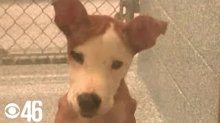 Dogs up for adoption before euthanization