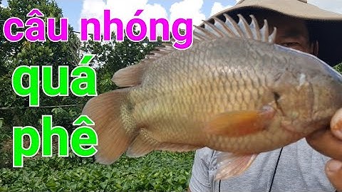 câu cá rô đồng, "câu nhóng" bầy rô khủng dìm phao thật sướng...