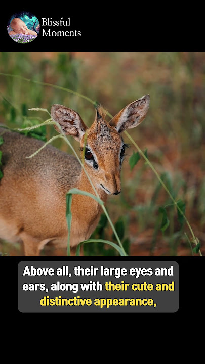 Tiny Wonders of Africa: The Dik-dik!