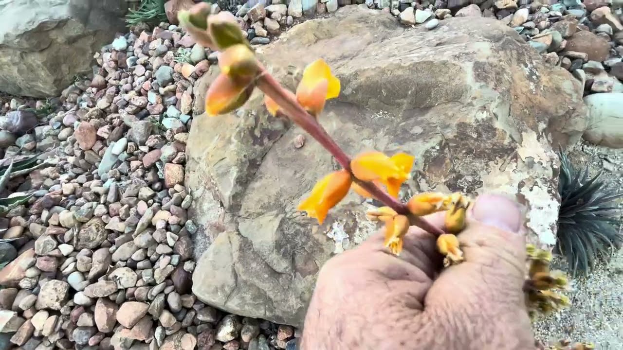 South American Dyckia in my Garden - YouTube