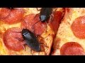 Cockroaches on pizza