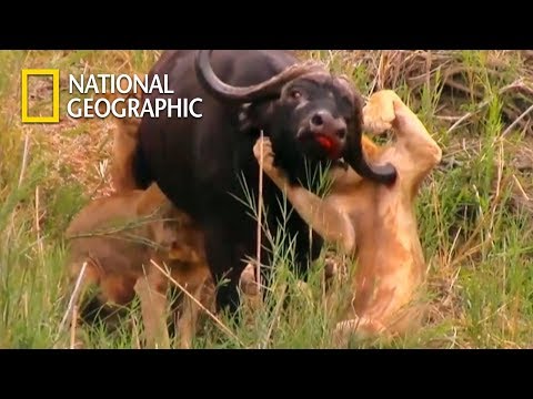 Buffalo's Horn Impaled Cub's Armpit!｜National Geographic