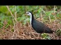 cara menangkap burung ruak-ruak pakai tangan ||di malam hari