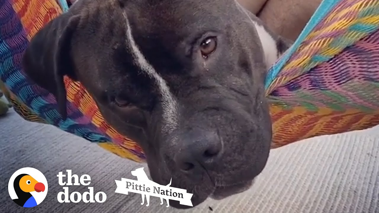 ⁣Whenever His Dad's In The Hammock, He Launches Himself In | The Dodo Pittie Nation