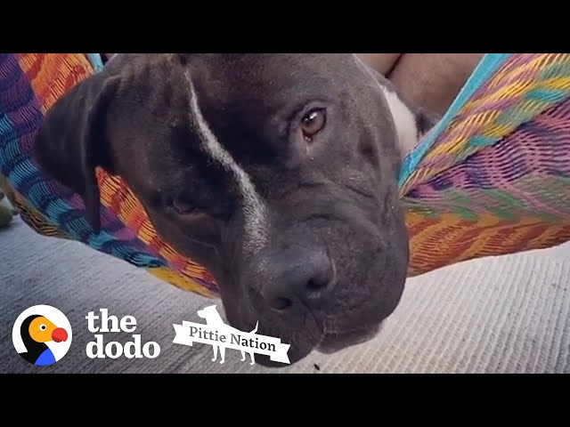 Whenever His Dads In The Hammock, He Launches Himself In | The Dodo Pittie Nation