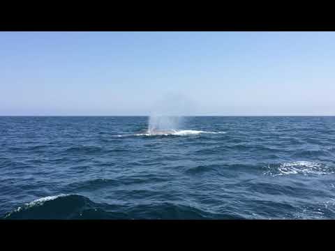 Blue Whale Surfacing in Monterey Bay (2017)