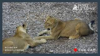 Kulinda annoying her sister | Lioness sisters wrestling