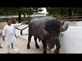 Gujarat Champion Jafarabadi bull at Swami Narayan Temple Sarangpur | 3 साल का इतना बड़ा झोटा