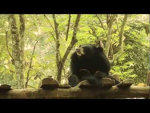 Moon Bears - A Day in the Life