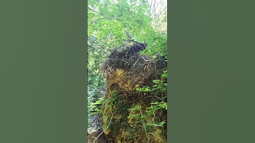 Beautiful Waterfall in the middle of the forest! #romania #beautiful #nature #pace #ytshort