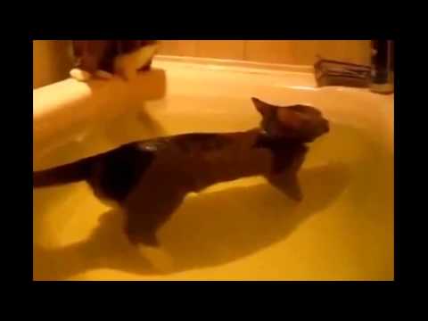 funny-cats-taking-bath