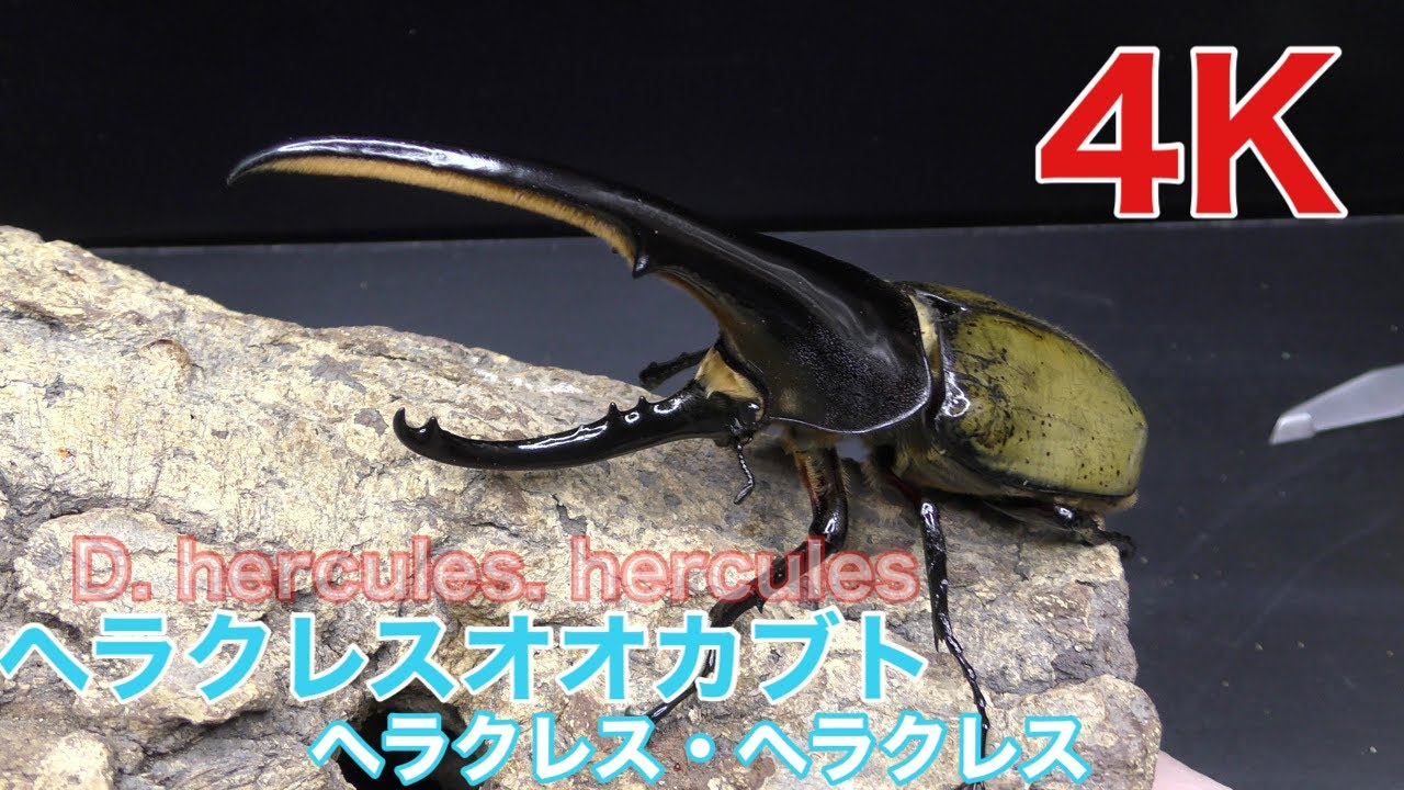 4K】ヘラクレスオオカブト（ヘラクレス・ヘラクレス）【Dynastes